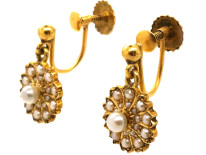 Edwardian 15ct Gold Pearl Flower Cluster Earrings