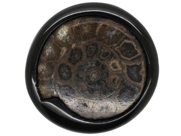 Victorian Jet &Fossil Ammonite Brooch