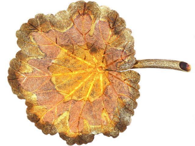 Victorian 15ct Three Colour Gold Nasturtium Leaf Brooch in Original Case